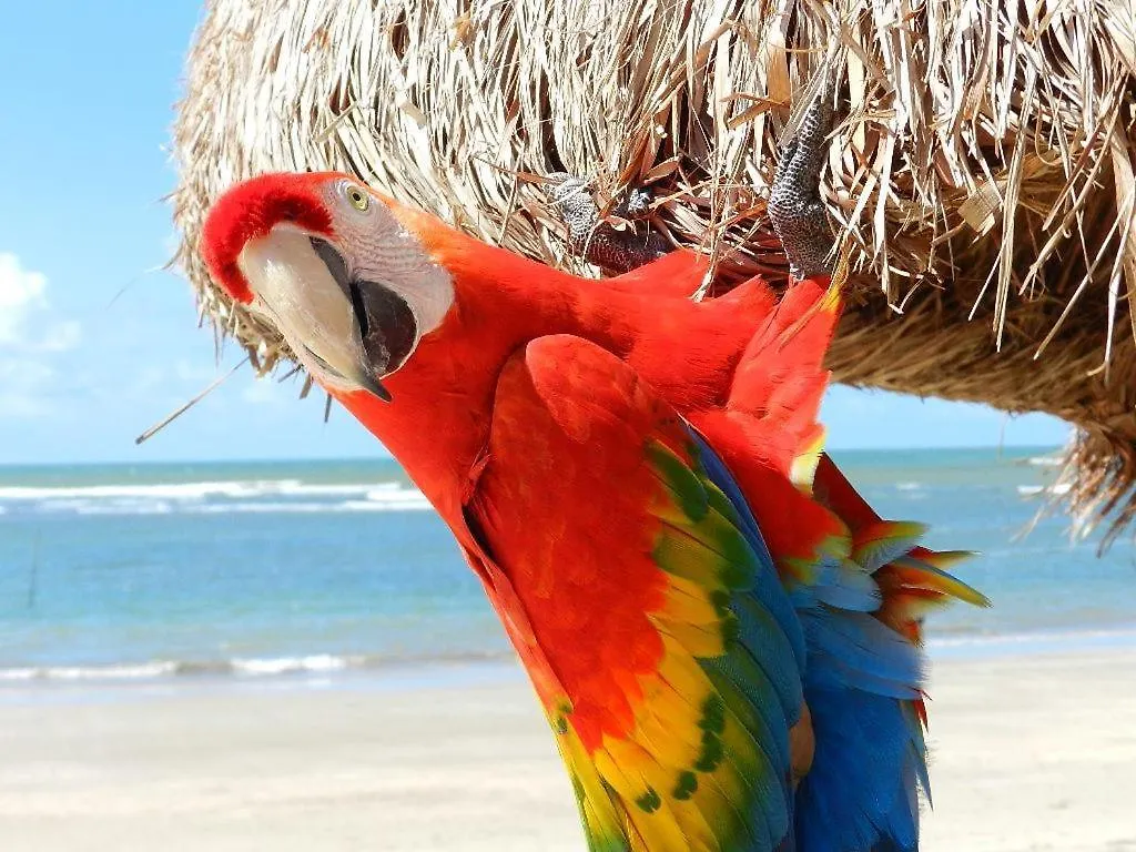 ****  Serrambi Resort Porto de Galinhas Brazil