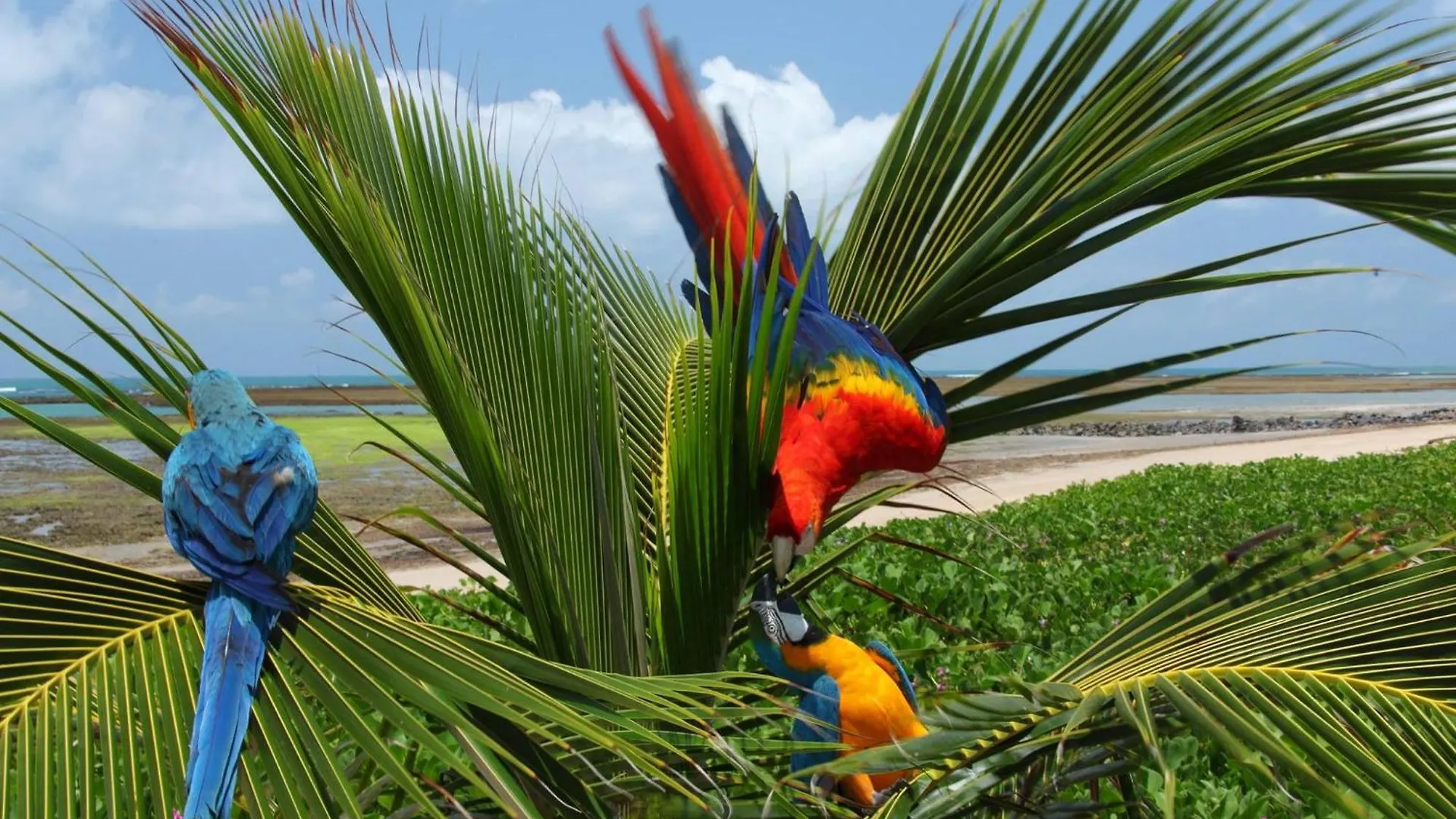 Serrambi Resort Porto de Galinhas 4*,  Brazil